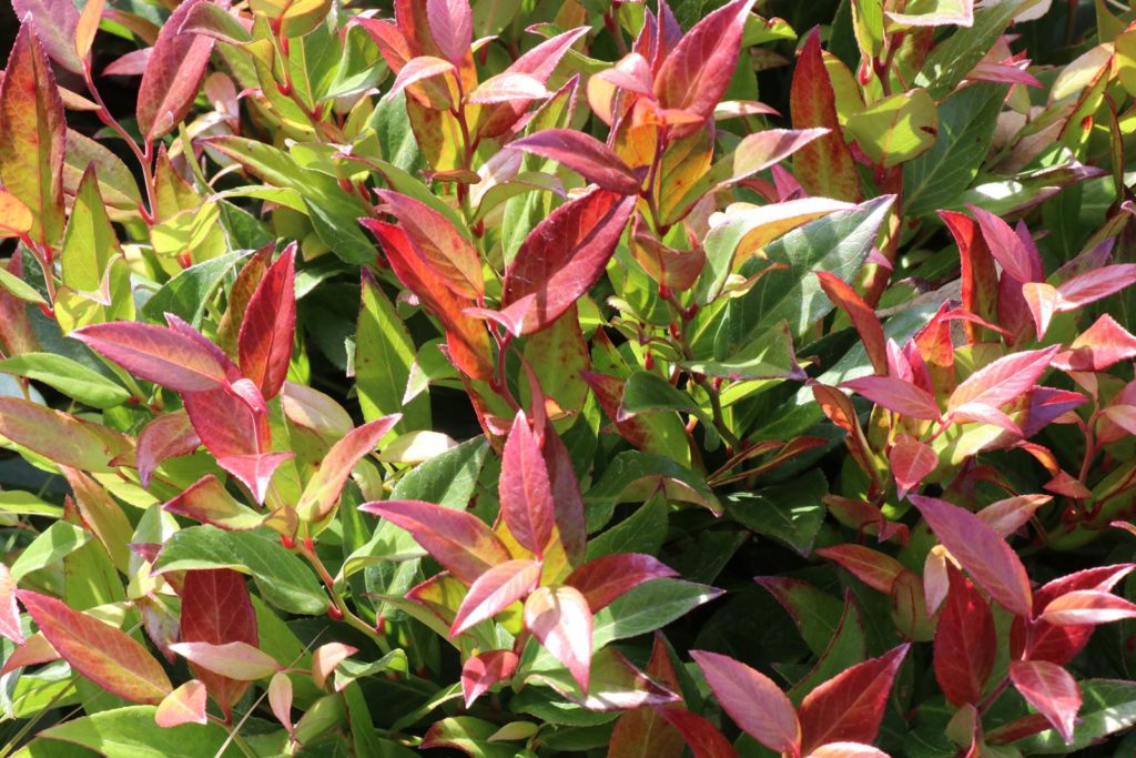 Automne au balcon Leucothoe