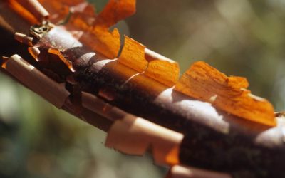 Des écorces pour colorer le jardin