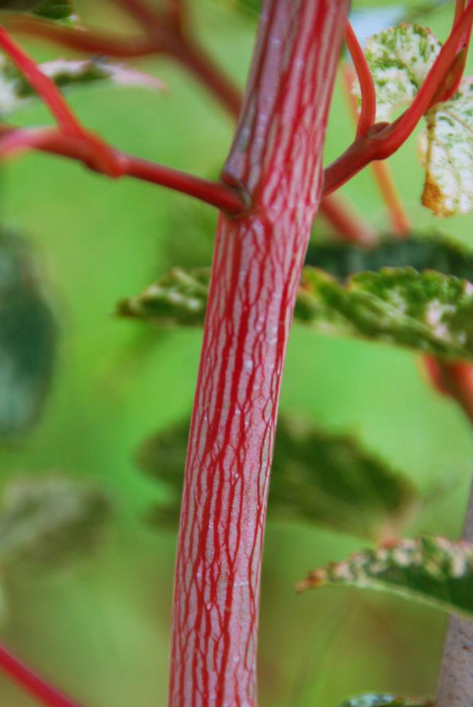 Acer pensylvaticum Erythrocladum