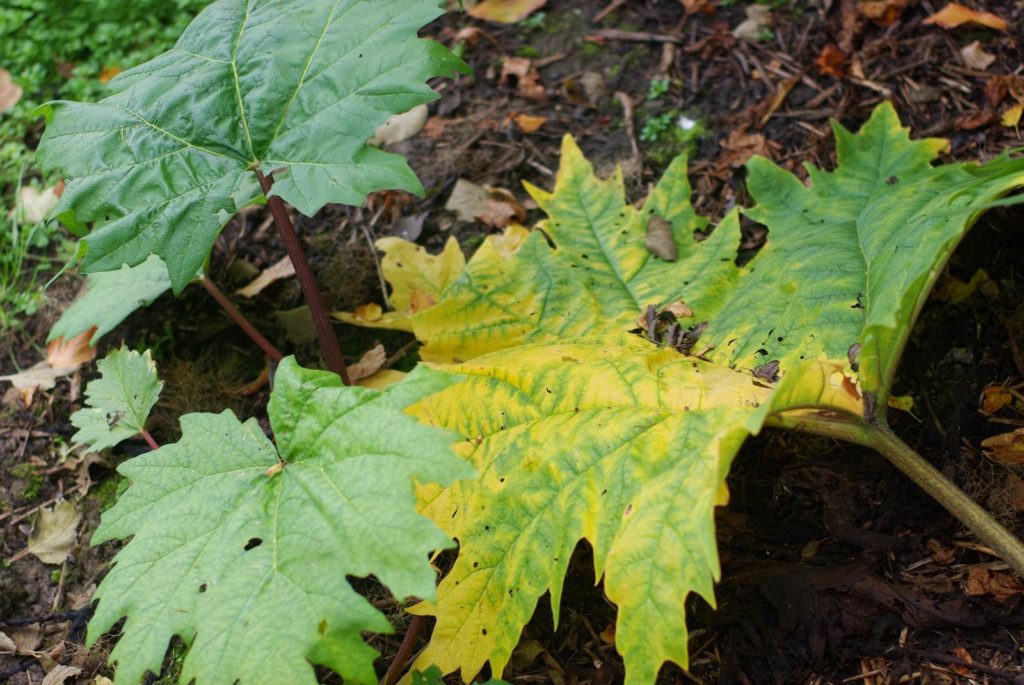 Jardin d'Agnès et Paul
