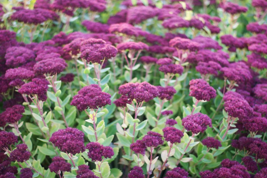 Jardin d'Agnès et Paul