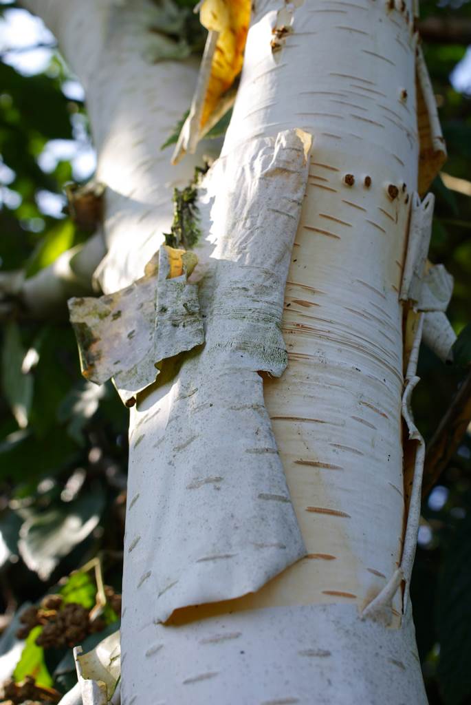 Betula jacquemontii