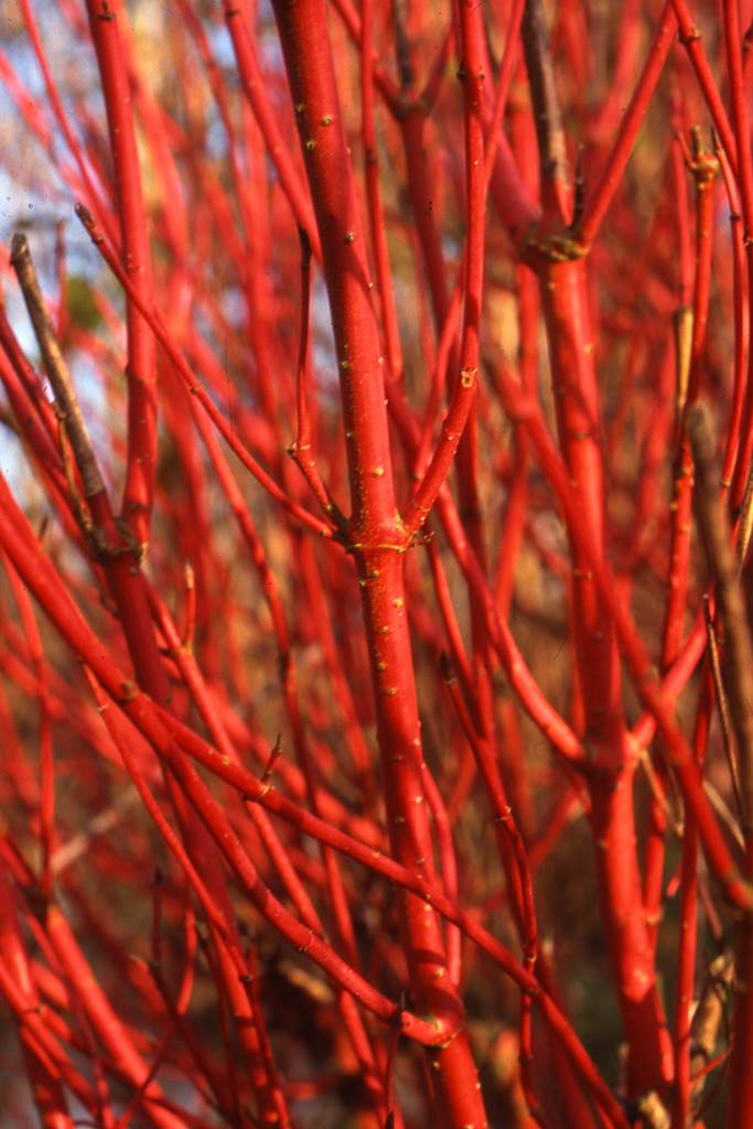 Cornus alba Sibirica
