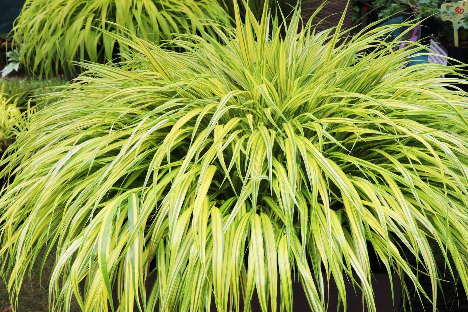Hakonechloa macra Aureola