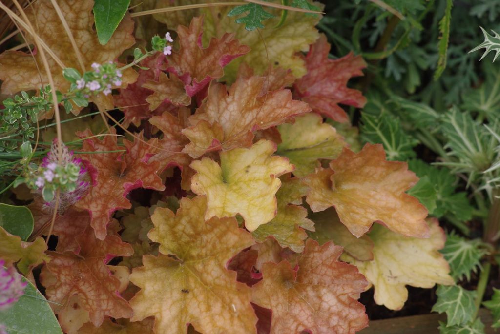 Heuchera