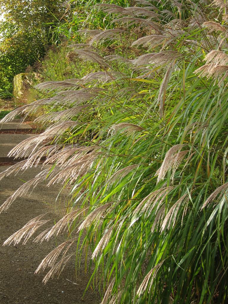 Miscanthus sinensis