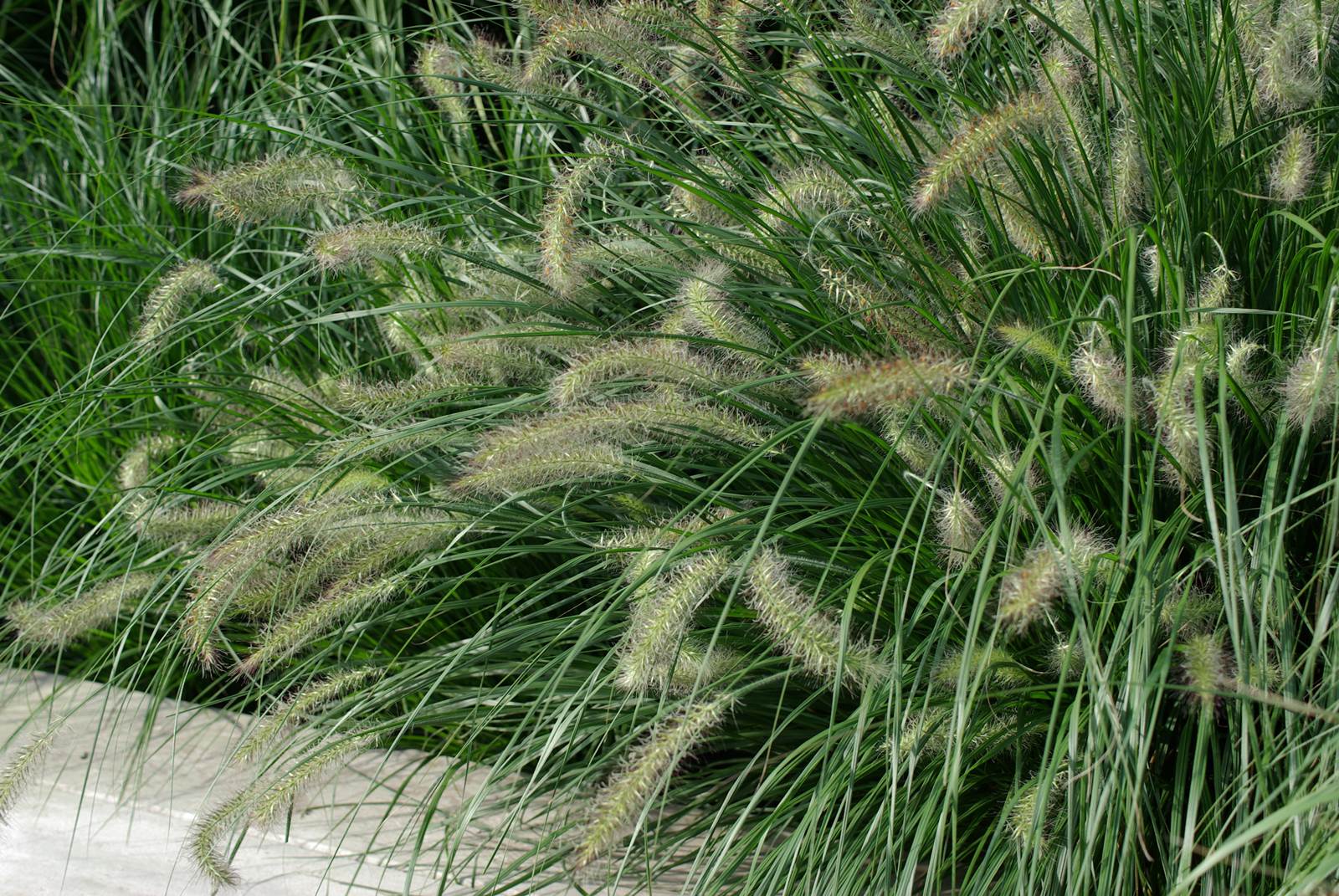 Pennisetum alopecuroides