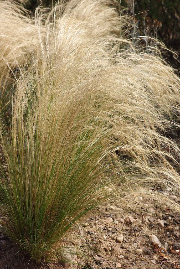 Stipa tenuissima