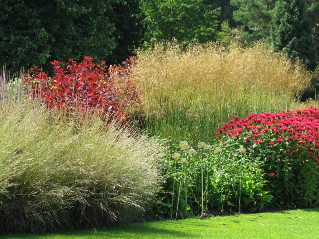 graminées ornementales
