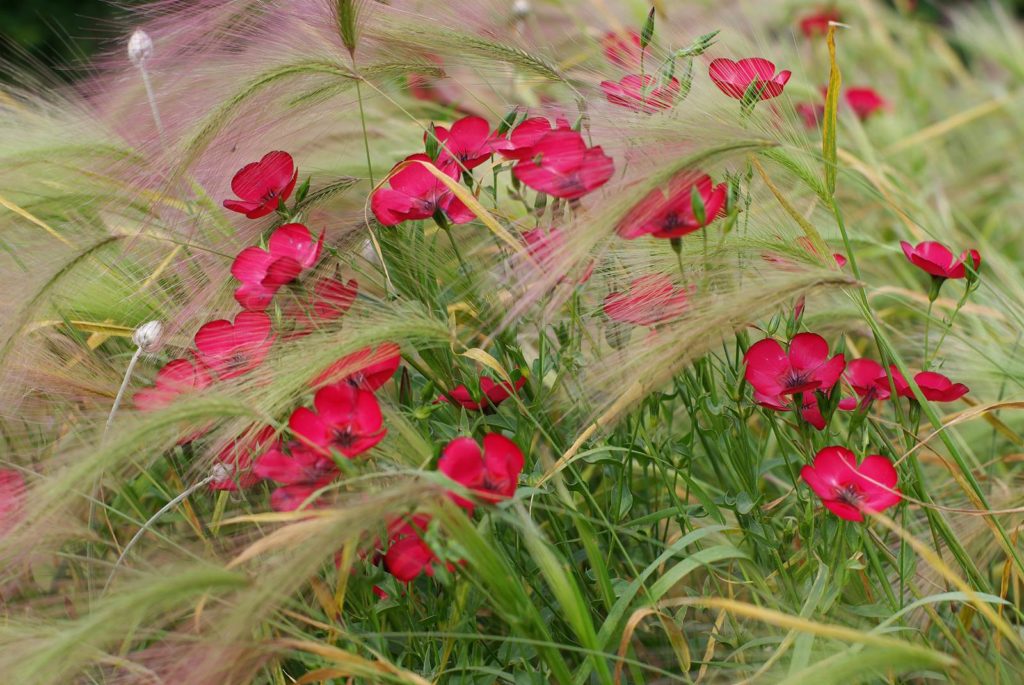 gramines ornementales