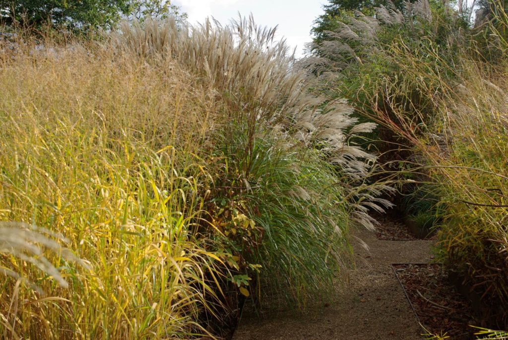 graminées ornementales