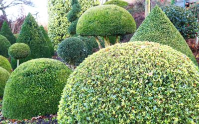 Topiaire, par quoi remplacer le buis?