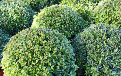 Ilex crenata, le houx qui remplace le buis?