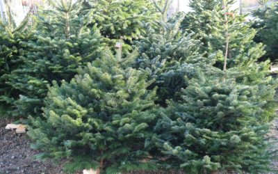 Beau, le sapin de Noël