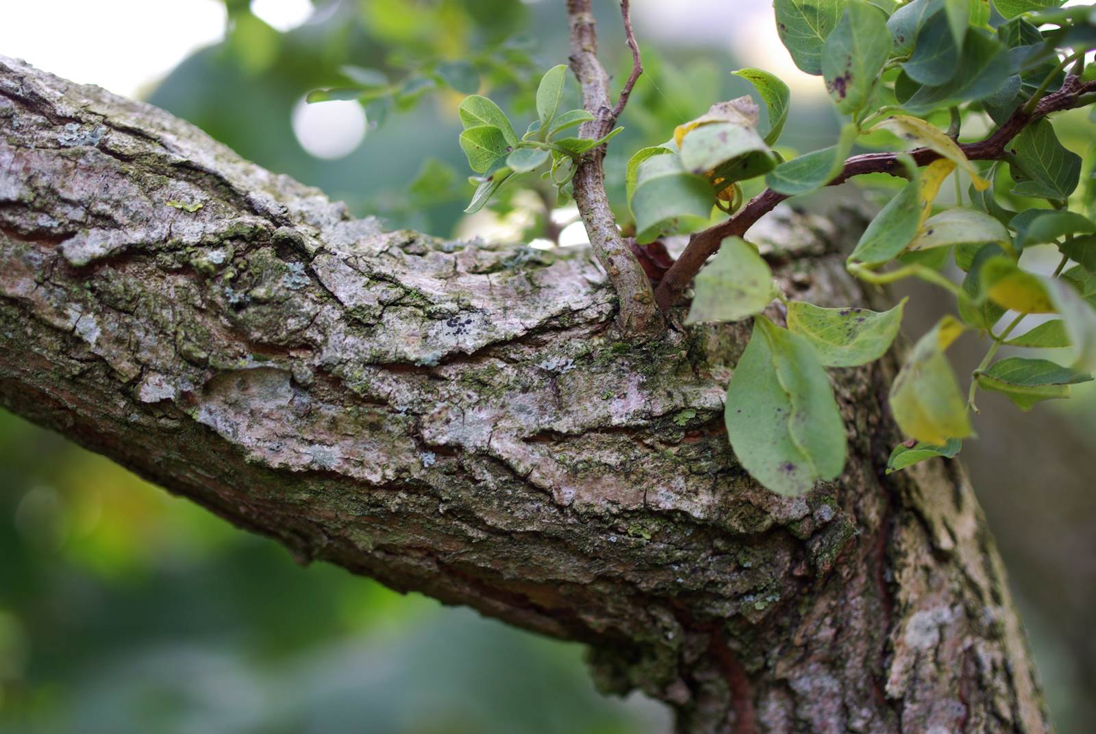 Almanach de février