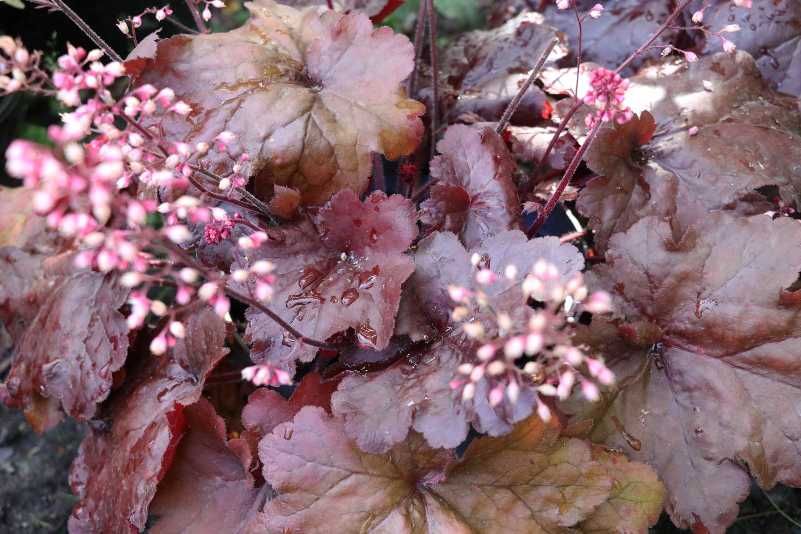 Almanach de Février