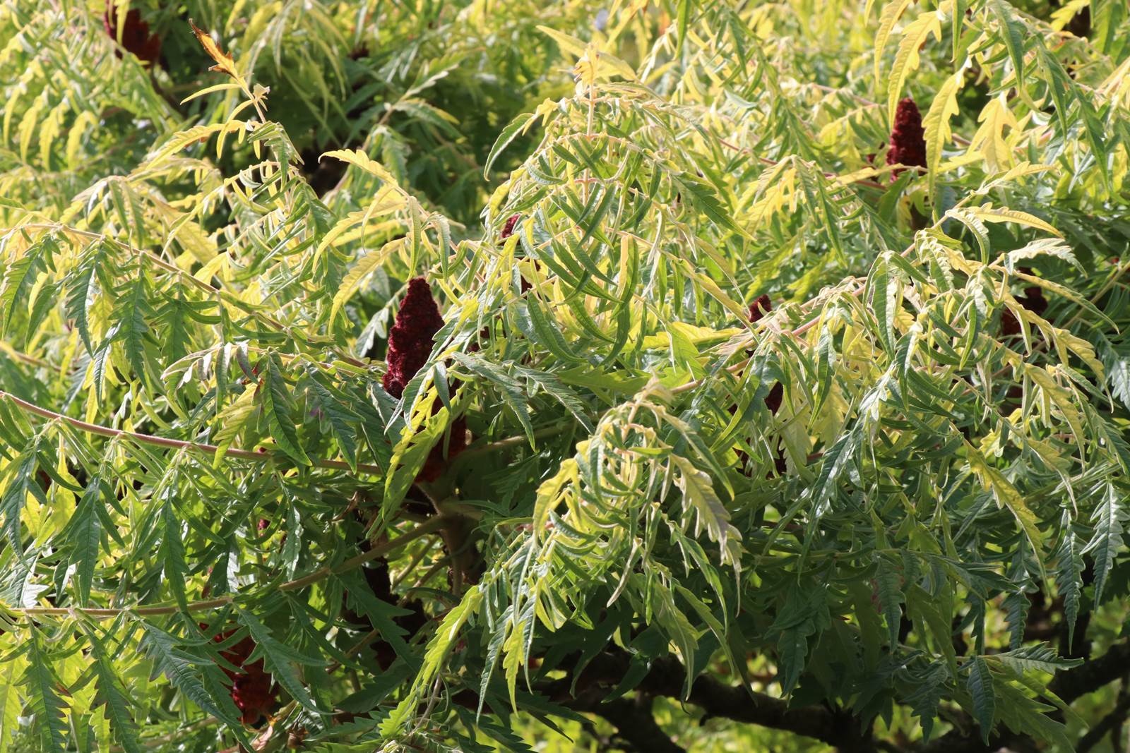 Almanach de février