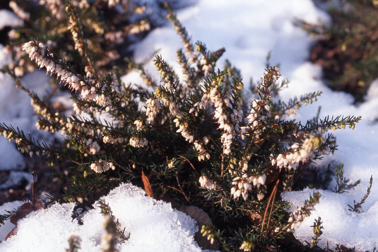 Almanach de février