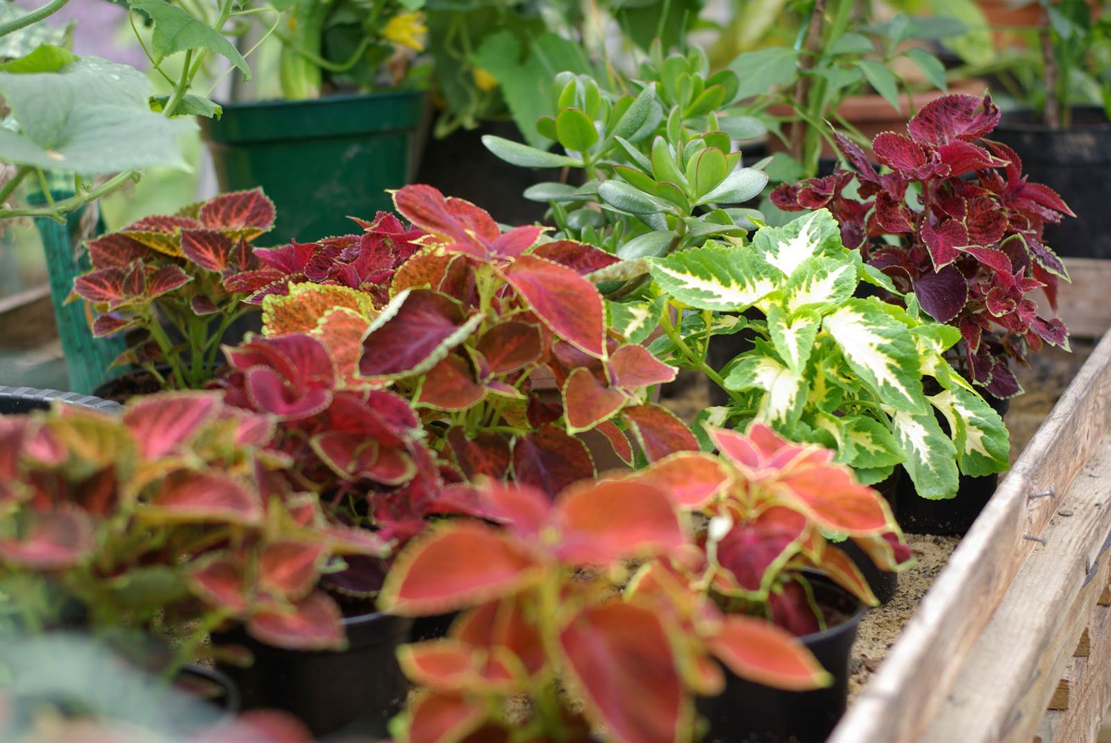 Almanach de Février