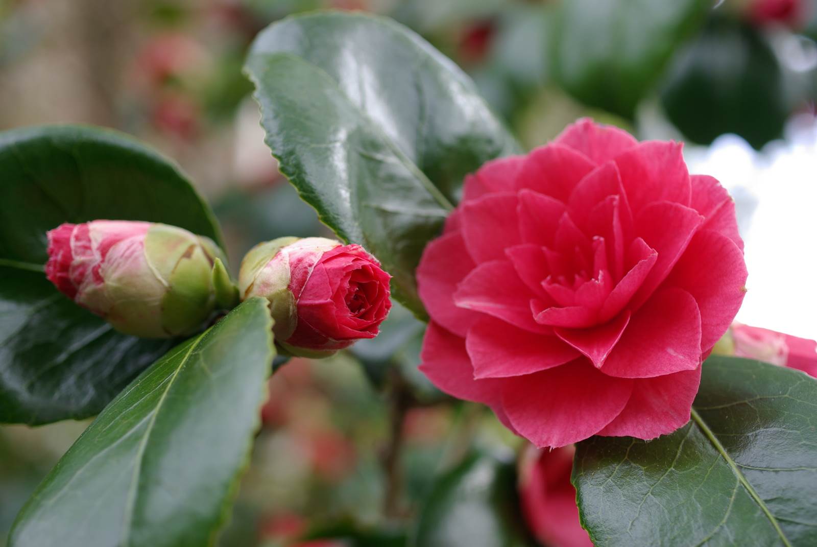 Almanach de Février