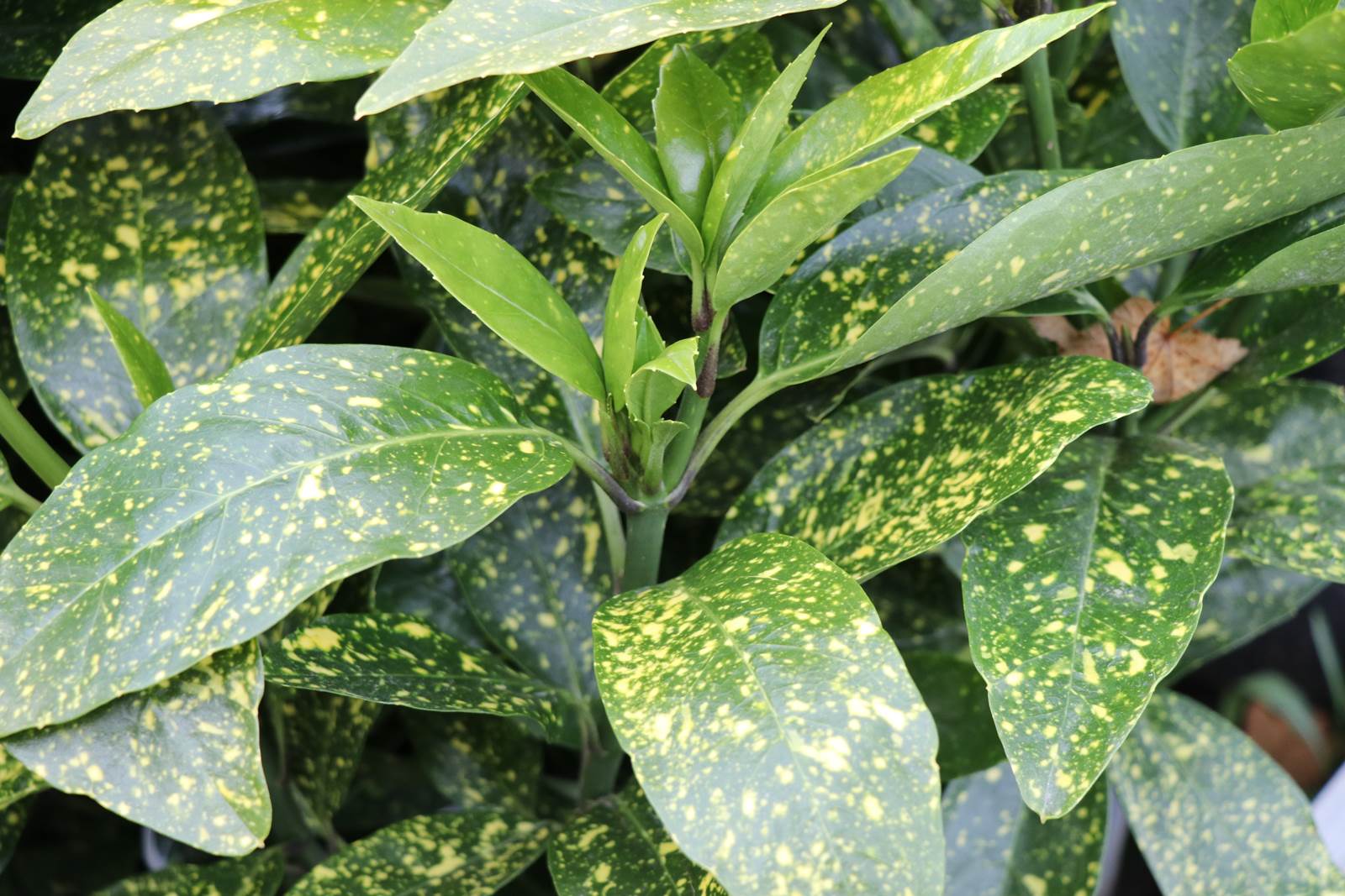 Almanach de février