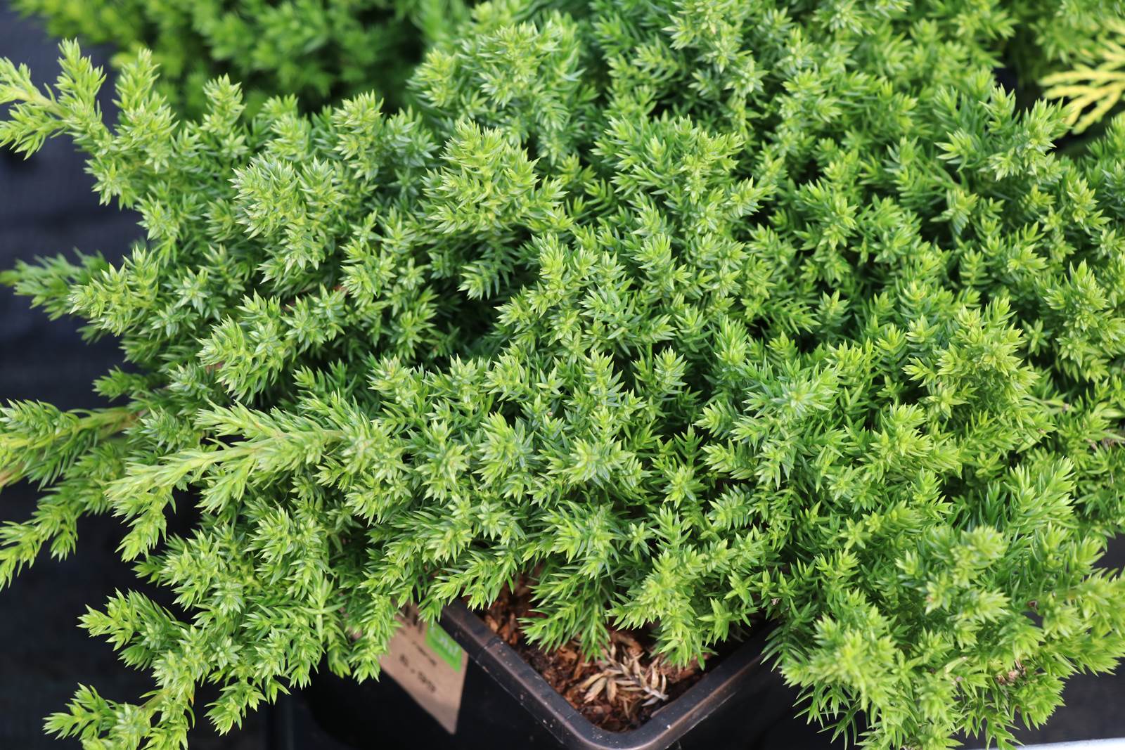 Almanach de Février