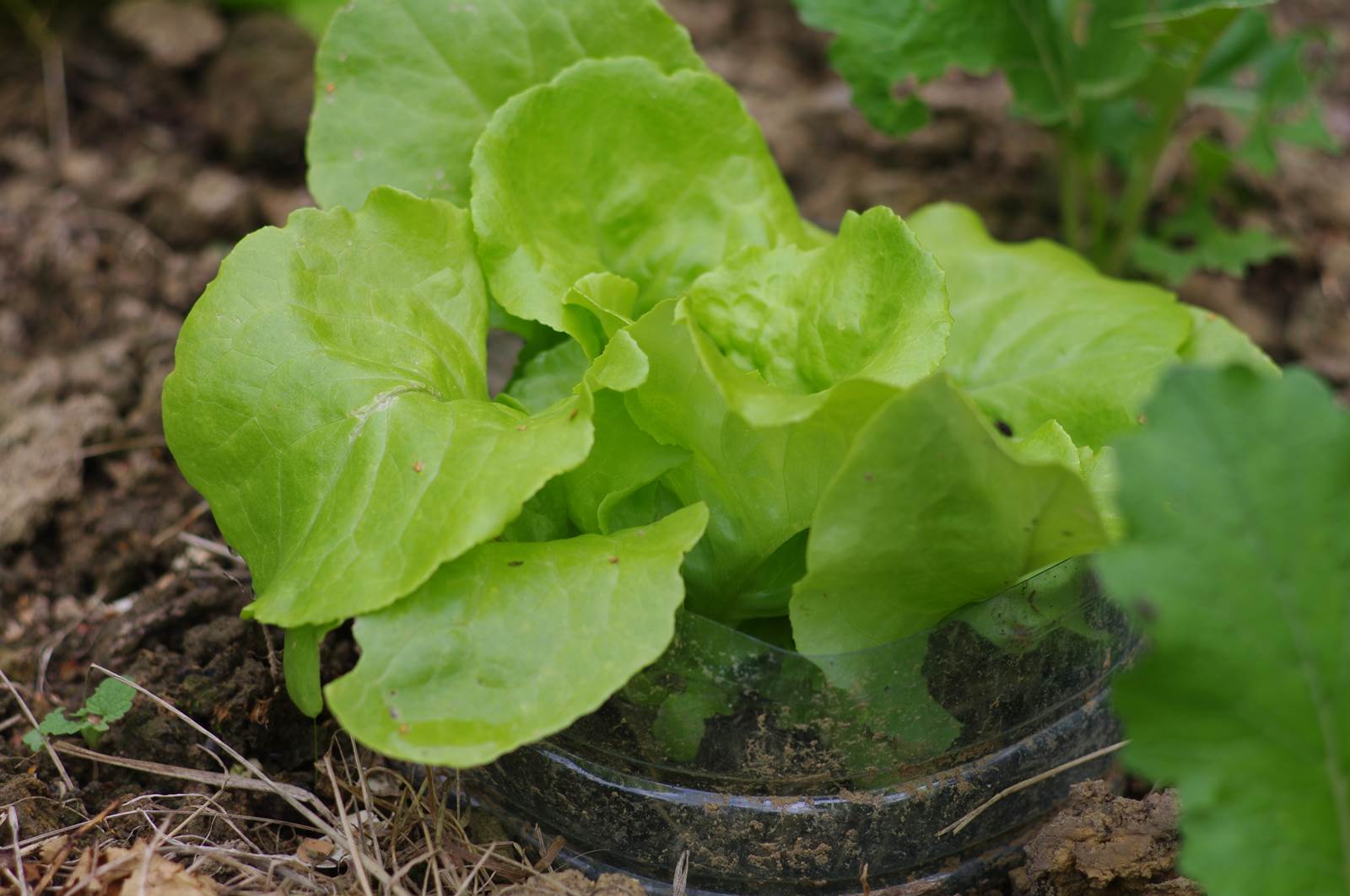 Almanach de Février