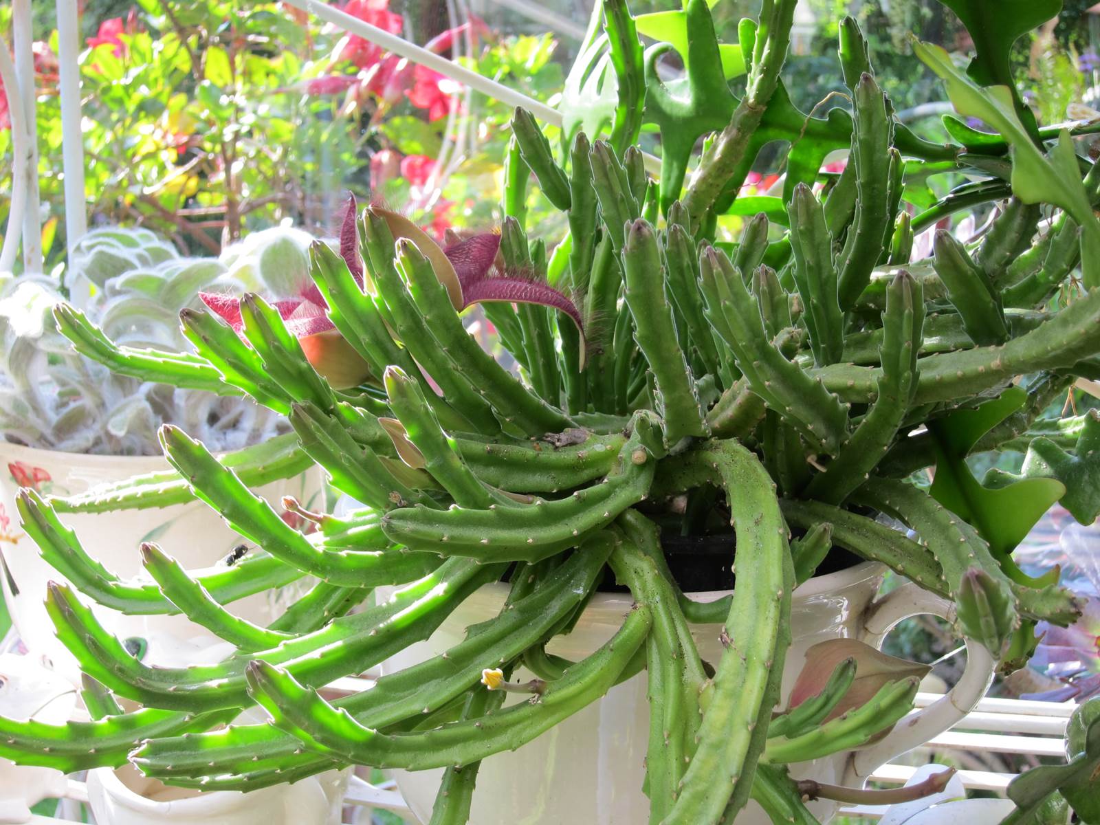 Almanach de février