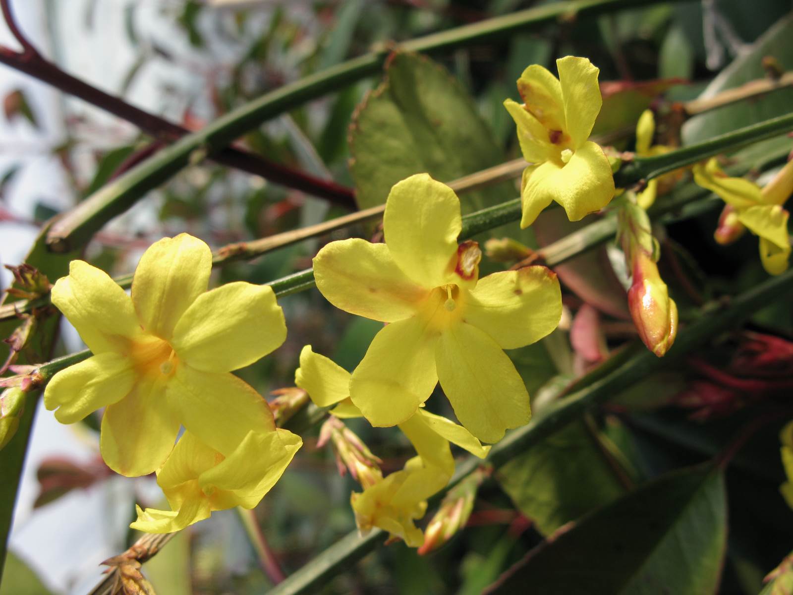 Almanach de février