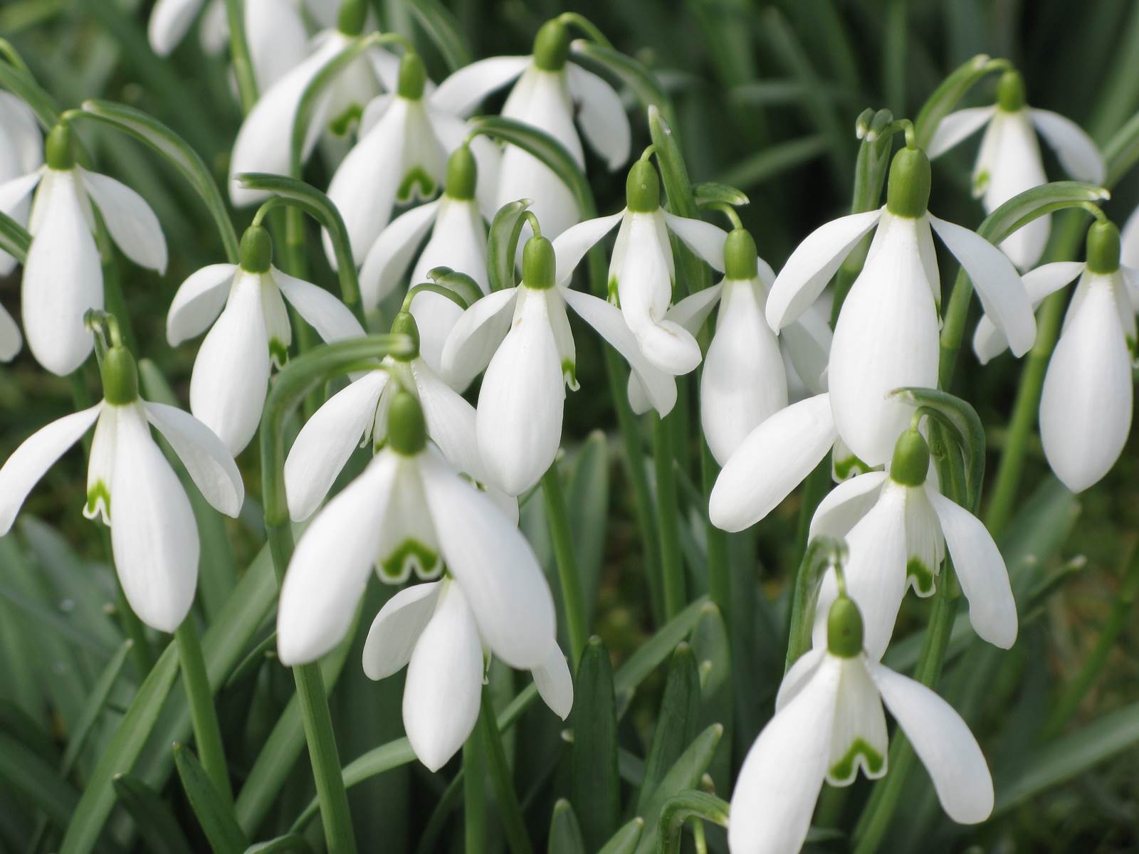 Almanach de février