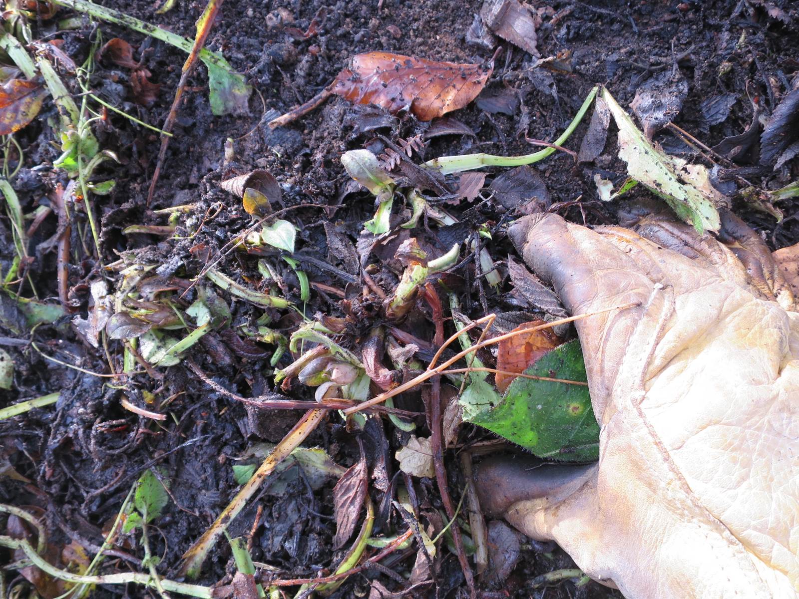 Almanach du jardinier janvier