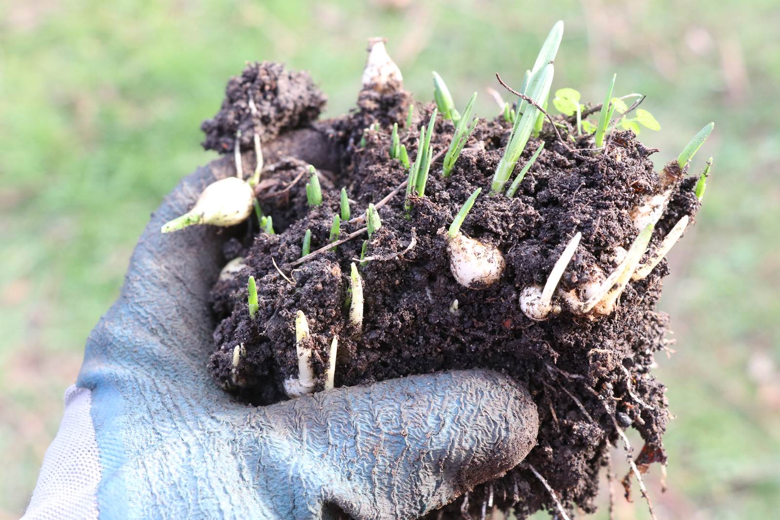 Almanach du jardinier janvier