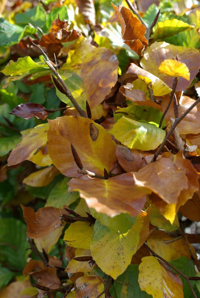 Almanach du jardineir janvier