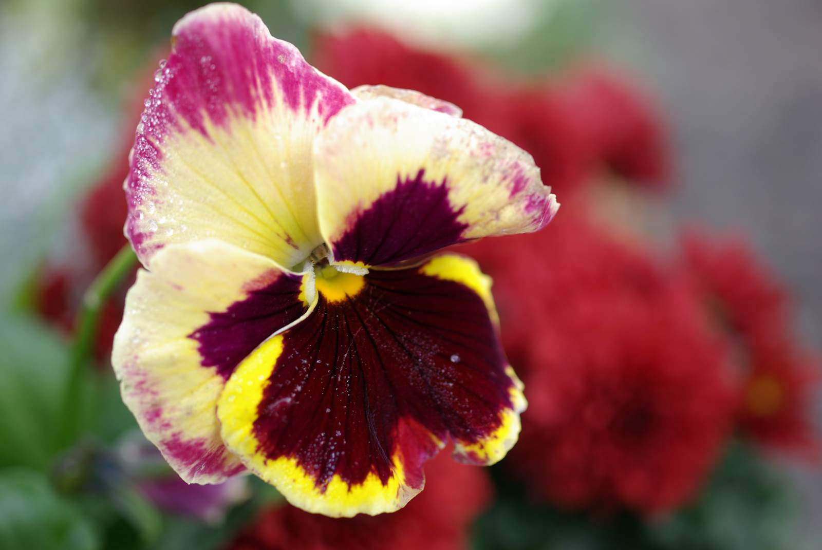 Almanach du jardinier janvier