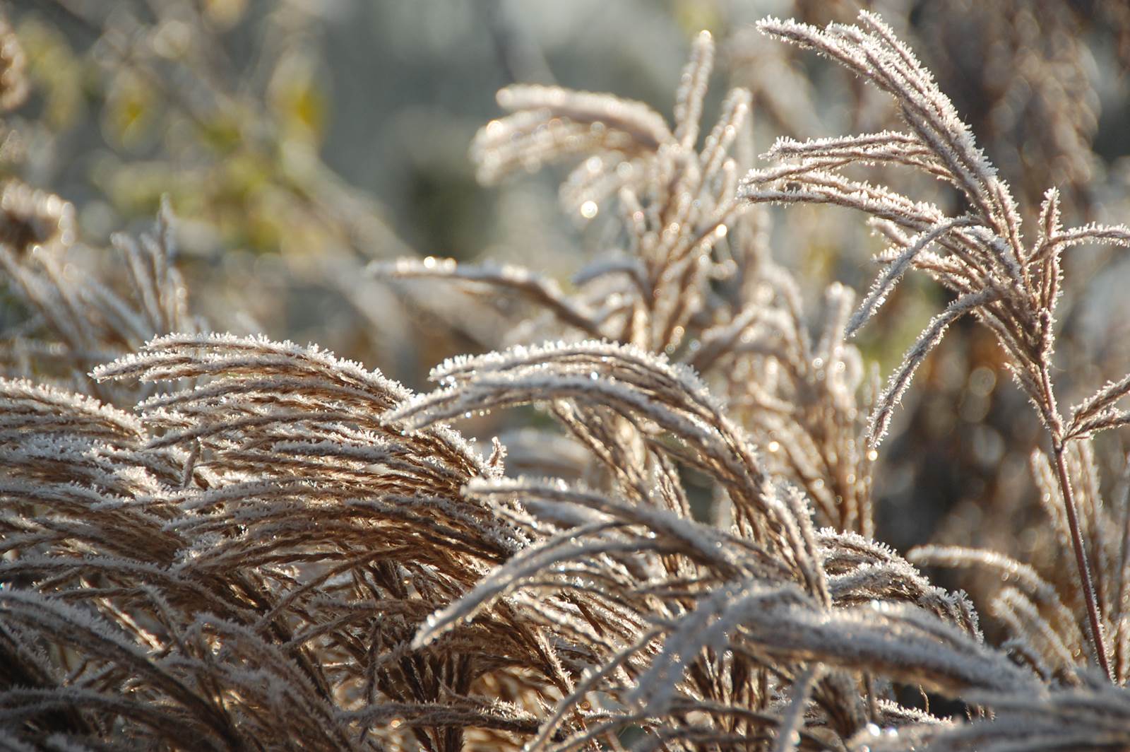 Almanach du jardinier janvier