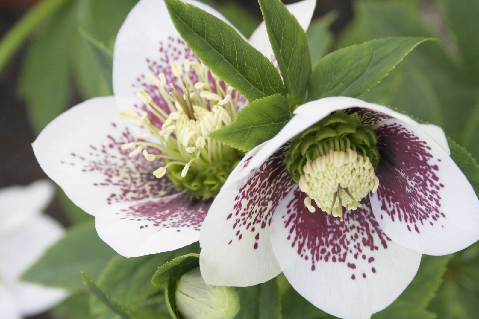 Almanach du jardinier janvier