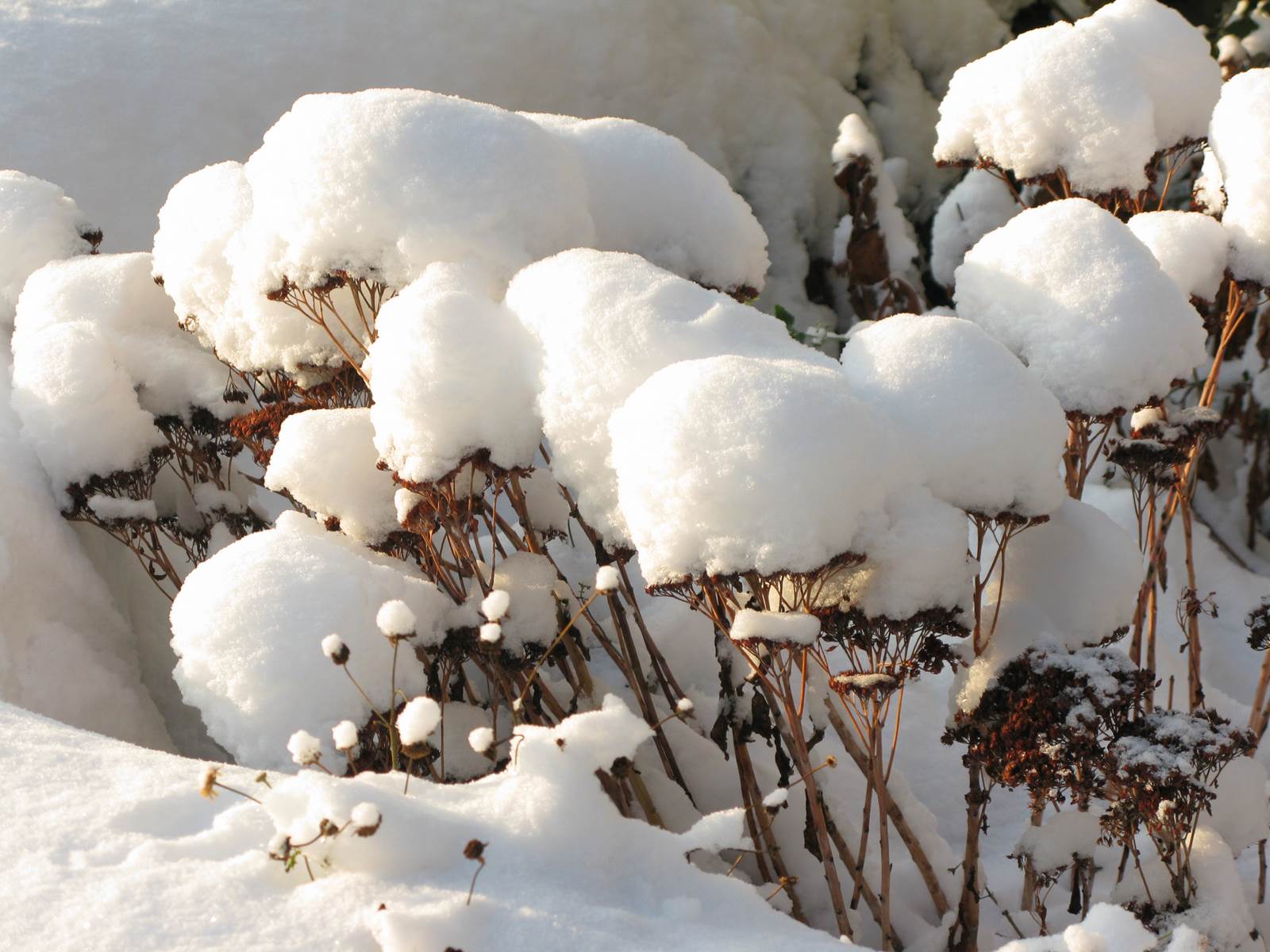 Almanach du jardinier janvier