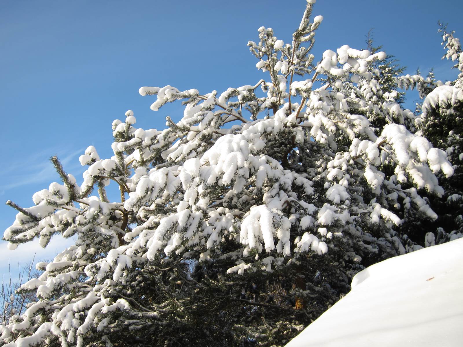 Almanach du jardinier janvier