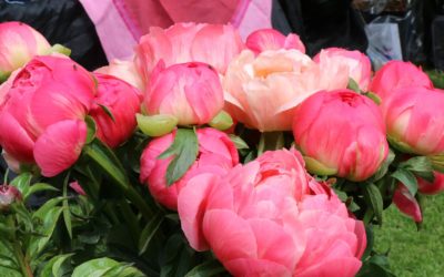 ‘Au Fil des Saisons’, l’agenda des amoureux des plantes et du jardin