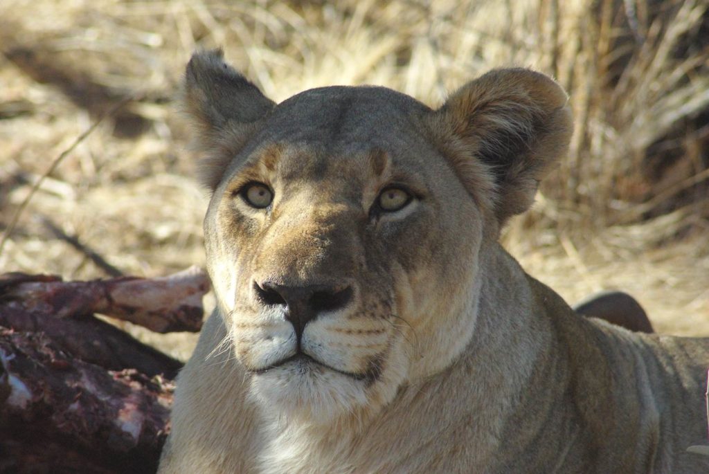 Madikwe Game Reserve