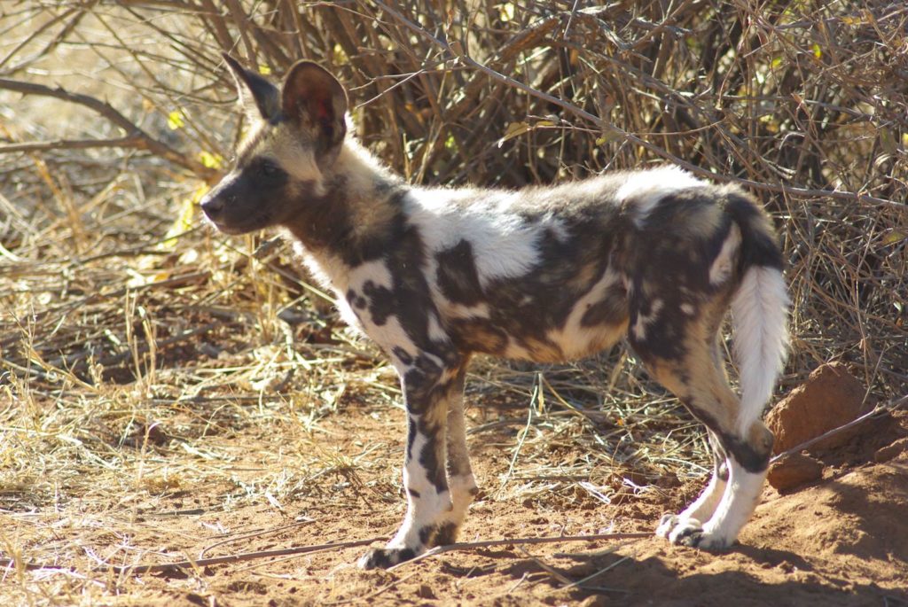 Madikwe Game Reserve