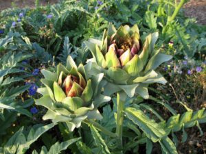 Calendrier du potager