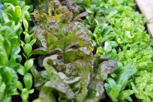 Calendrier du potager