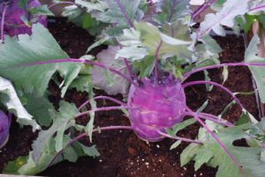 Calendrier du potager