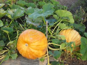 Calendrier du potager