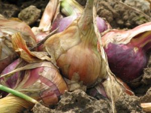 Calendrier du potager