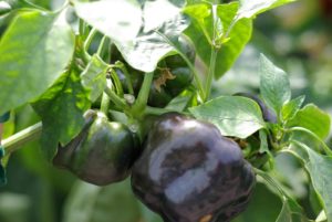 Calendrier du potager