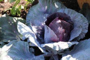Calendrier du potager