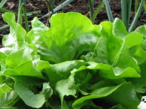 Calendrier du potager