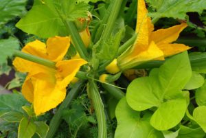Calendrier du potager